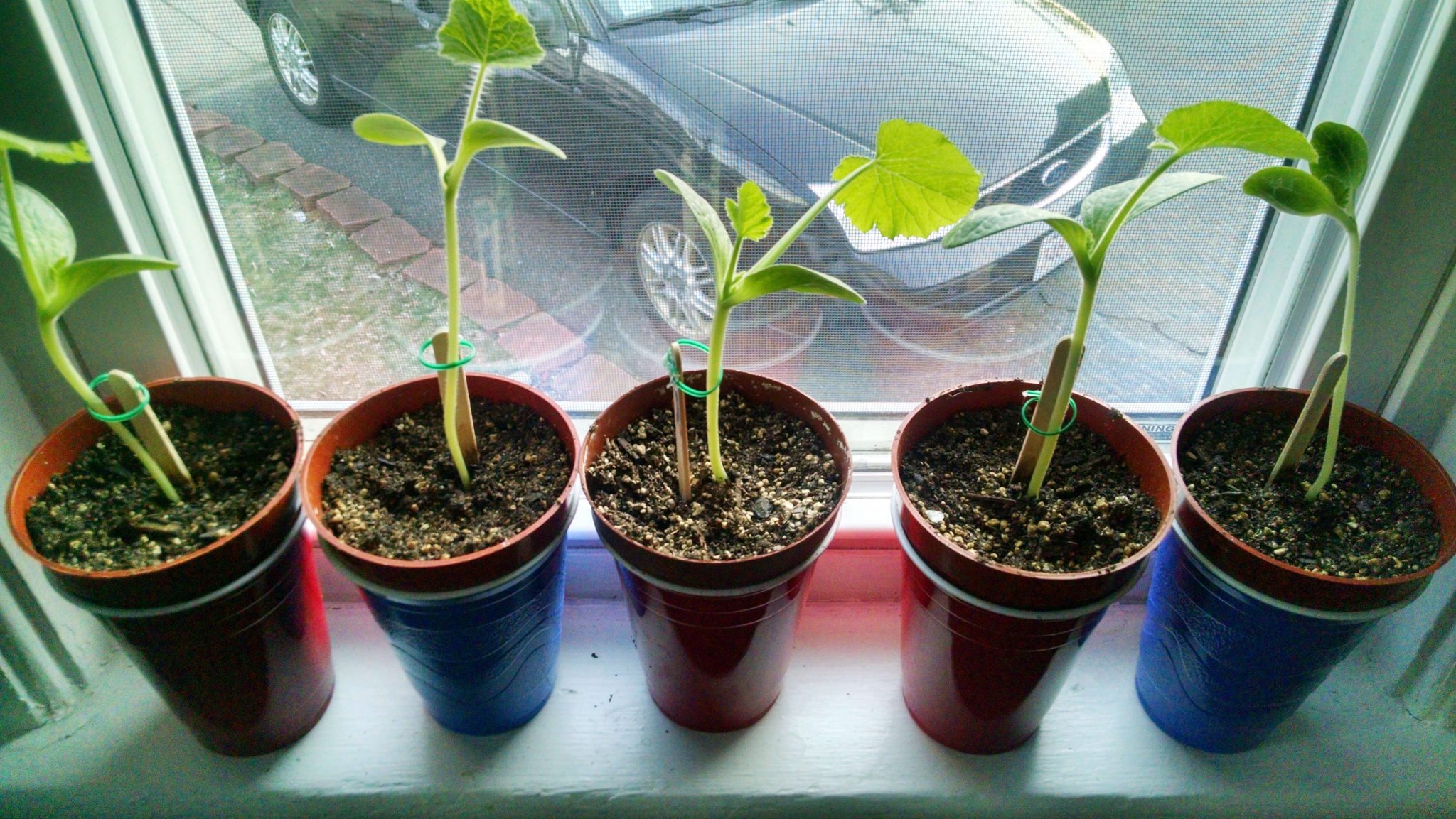 Squash Seedlings