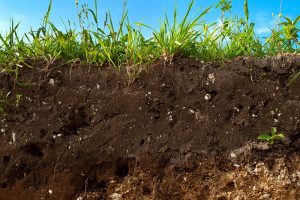 What is Soil