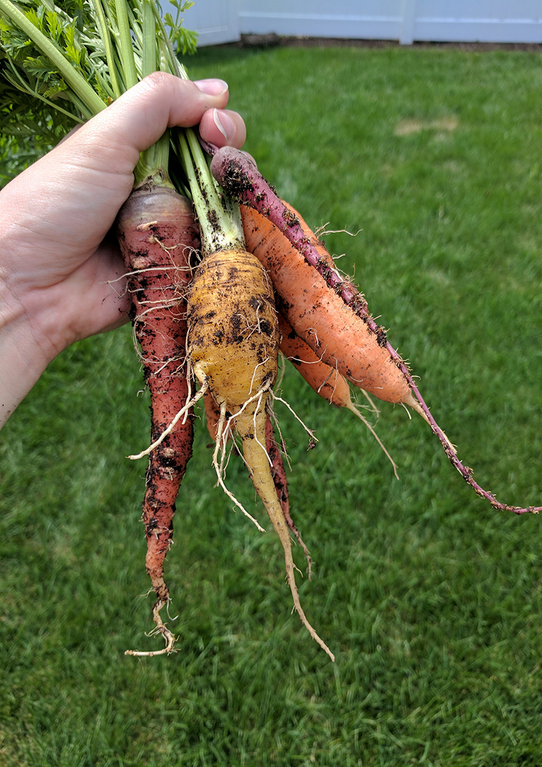 Flowering Carrot 4