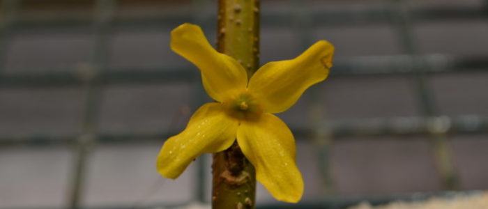 Forsythia After Blooming