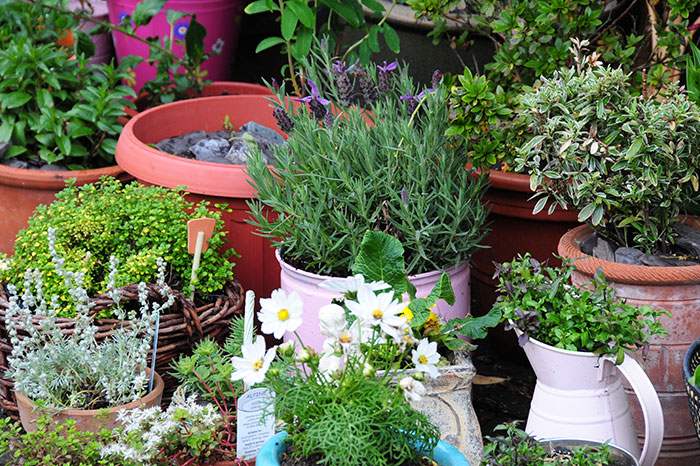 Beautiful Container Gardening Display, Deck Gardening Containers