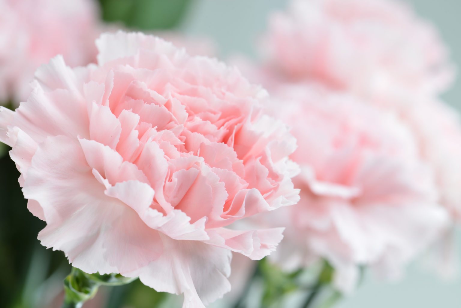 the secret of the pink carnation